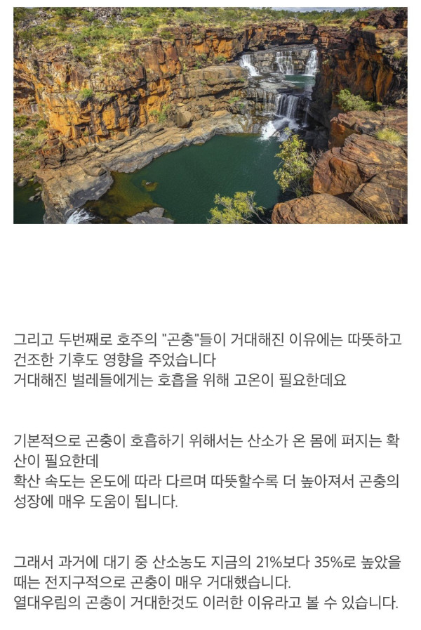 벌레주의) 호주에 거대 벌레가 많은 이유